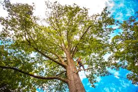 Seasonal Cleanup in Farmville, NC