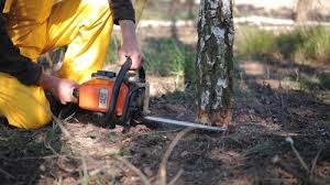 Best Arborist Consultation Services  in Farmville, NC