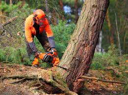 Why Choose Our Tree Removal Services in Farmville, NC?