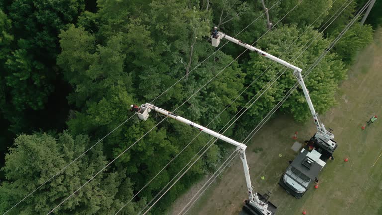 Best Hedge Trimming  in Farmville, NC