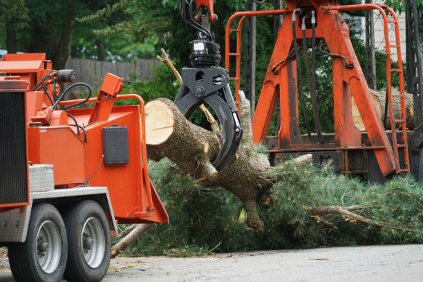 Best Grass Overseeding  in Farmville, NC