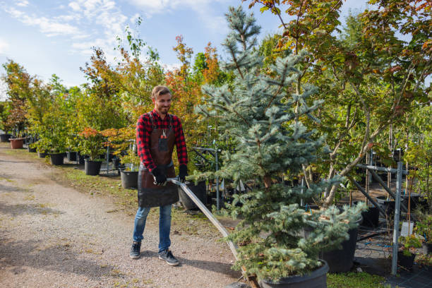 Best Root Management and Removal  in Farmville, NC